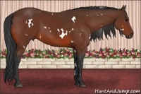 Horse Color:White Spotted Bay 