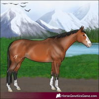 Horse Color:Bay 