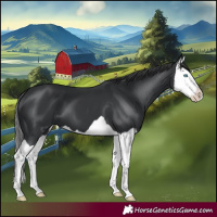 Horse Color:Black Splash