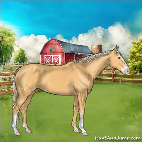 Horse Color:Palomino Sabino Varnish 