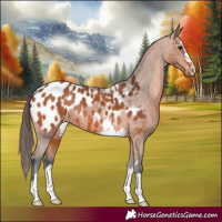 Horse Color:Bay Appaloosa