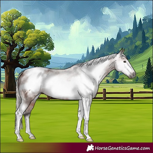 Horse Color:Gray Silver Bay Sabino Tobiano Frame