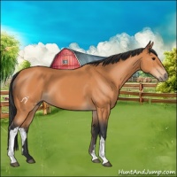 Horse Color:Bay 