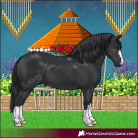 Horse Color:Black 
