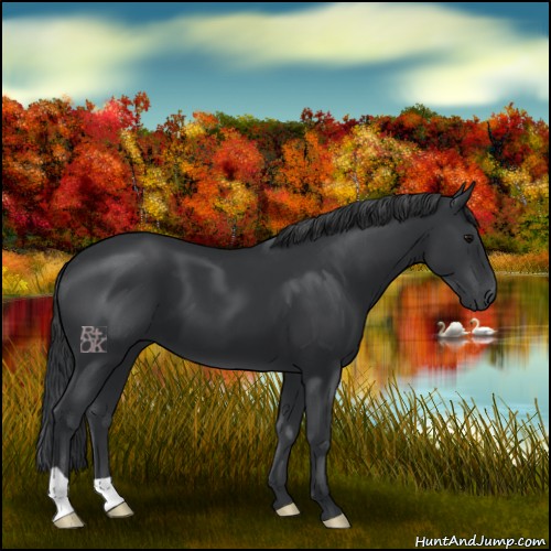 Horse Color:Black 