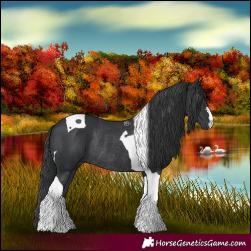 Horse Color:Black Tobiano Rabicano