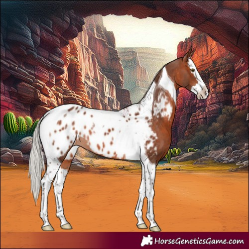 Horse Color:Silver Brown Splash Tobiano Near Leopard 