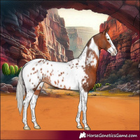 Horse Color:Silver Brown Splash Tobiano Near Leopard 