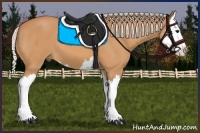 Horse Color:Silver Bay Splash 