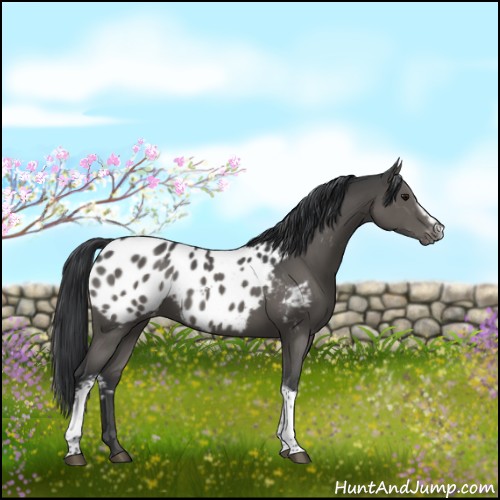 Horse Color:White Spotted Black Tobiano Appaloosa Rabicano 
