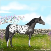 Horse Color:White Spotted Black Tobiano Appaloosa Rabicano 
