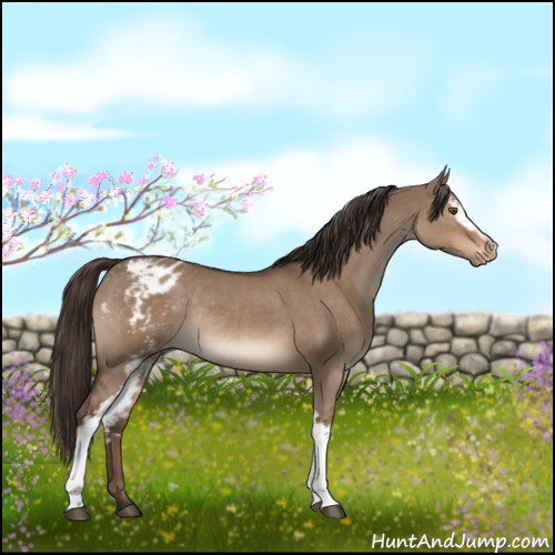 Horse Color:White Spotted Liver Red Dun Varnish Rabicano 