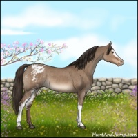 Horse Color:White Spotted Liver Red Dun Varnish Rabicano 