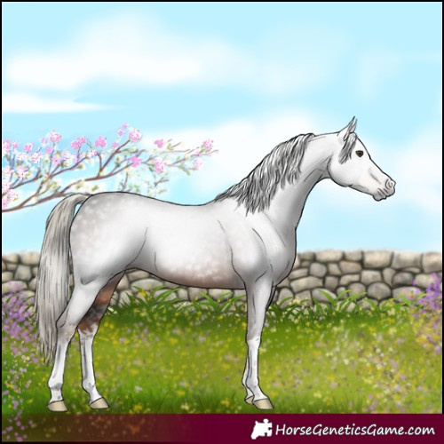 Horse Color:Gray White Spotted Liver Chestnut 