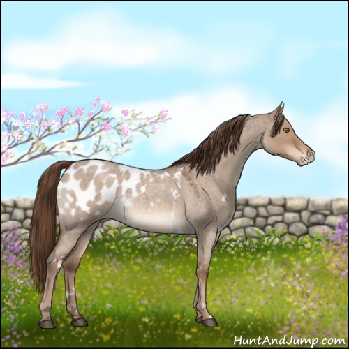 Horse Color:White Spotted Liver Red Dun Roan Appaloosa 