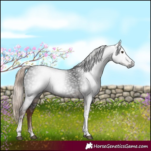 Horse Color:Gray Liver Chestnut Tobiano