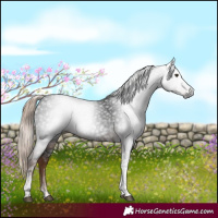 Horse Color:Gray Liver Chestnut Tobiano 