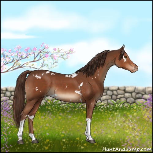Horse Color:White Spotted Liver Chestnut Tobiano Appaloosa 