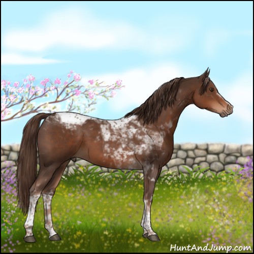 Horse Color:White Spotted Liver Chestnut Tobiano 