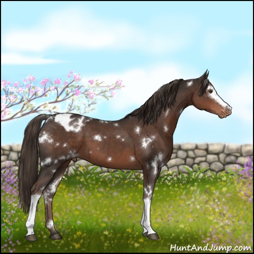 Horse Color:White Spotted Liver Chestnut Appaloosa 