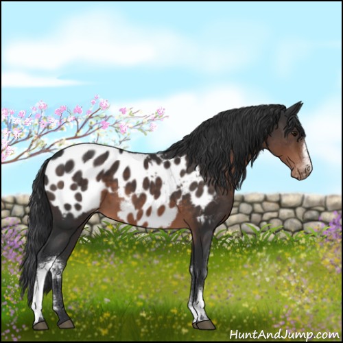 Horse Color:White Spotted Brown Appaloosa 