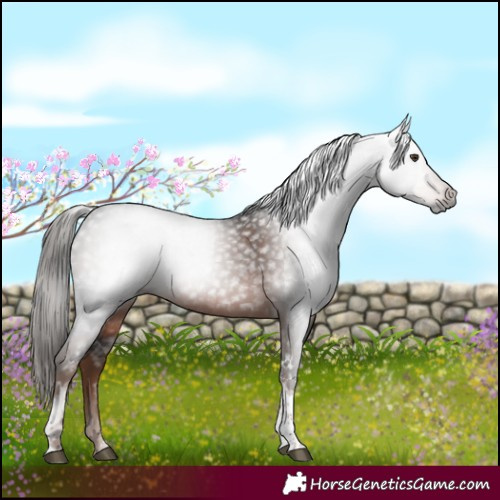 Horse Color:Gray Liver Chestnut Tobiano 
