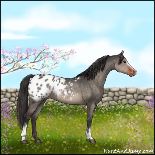 Horse Color:White Spotted Brown Dun Appaloosa Rabicano