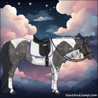Horse Color:Black Tobiano Rabicano