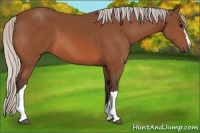 Horse Color:Silver Bay 