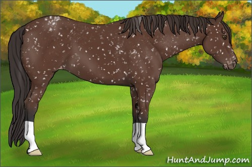 Horse Color:Bay Appaloosa 