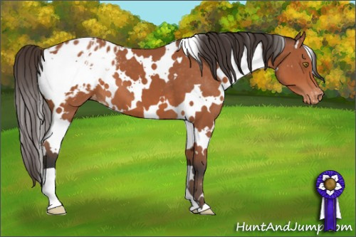 Horse Color:White Spotted Bay Appaloosa
