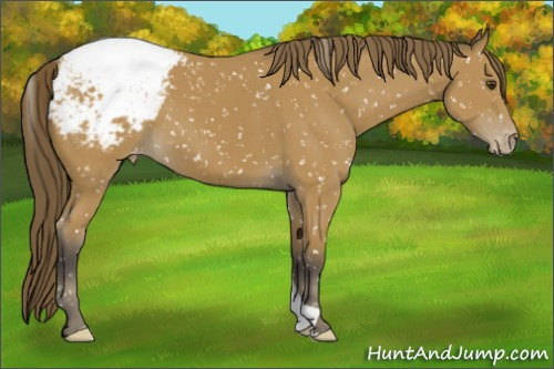Horse Color:Buckskin Appaloosa
