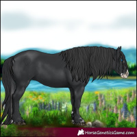 Horse Color:Black Splash 
