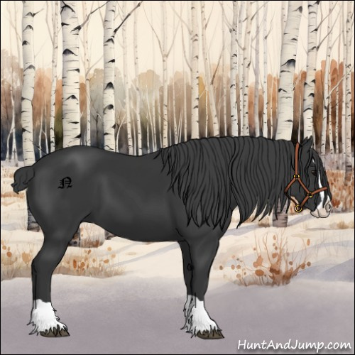 Horse Color:Black Splash