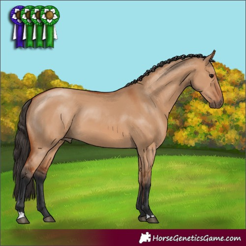 Horse Color:Bay Dun