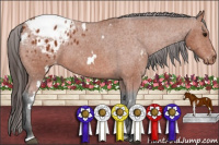 Horse Color:White Spotted Bay Sabino Appaloosa 