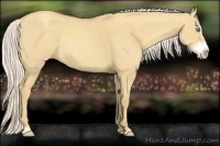 Horse Color:Gold Cream Champagne Dun Sabino Frame Rabicano 