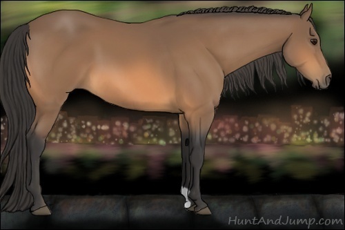 Horse Color:Buckskin 