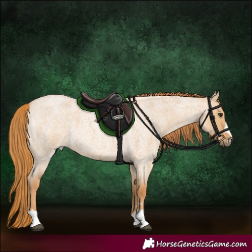 Horse Color:Red Dun Roan