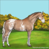 Horse Color:White Spotted Silver Bay Appaloosa 