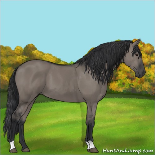 Horse Color:Grullo 