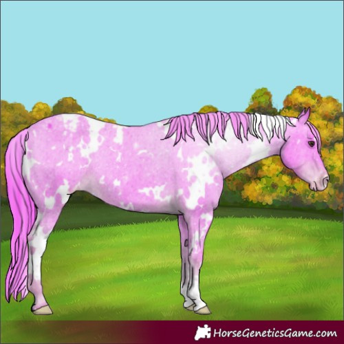 Horse Color:Watercolor White Spotted Liver Chestnut Appaloosa Rabicano 