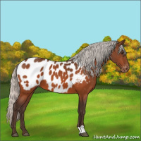 Horse Color:Silver Brown Appaloosa