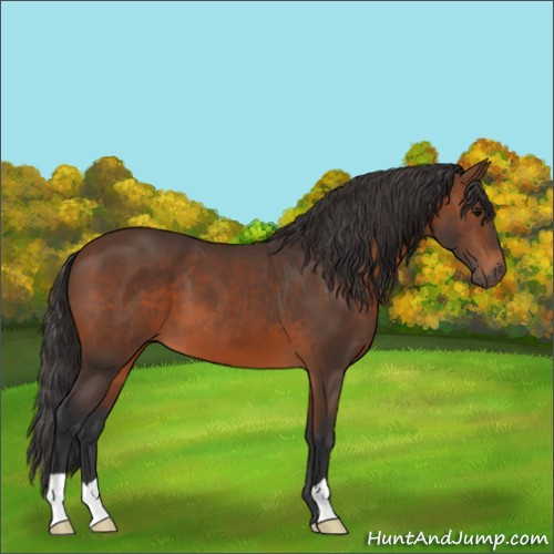Horse Color:Brown 