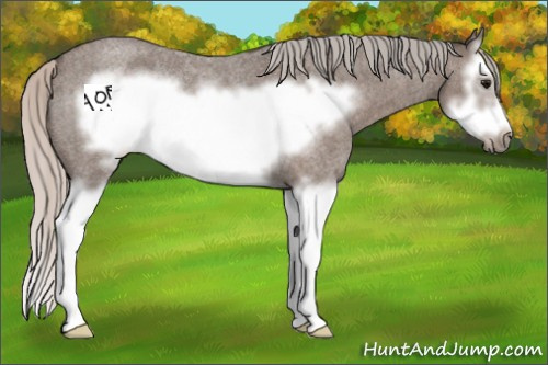 Horse Color:Silver Blue Roan Sabino Splash Frame