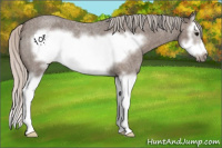 Horse Color:Silver Blue Roan Sabino Splash Frame 