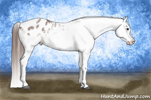 Horse Color:White Spotted Bay Appaloosa Rabicano 