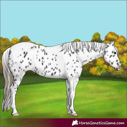 Horse Color:Black Tobiano Near Leopard 