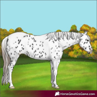 Horse Color:Black Tobiano Appaloosa 
