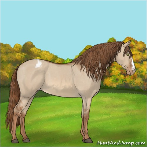 Horse Color:Red Dun Appaloosa